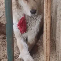 قدرجونی سرابی پزژدر