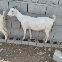 دو‌تا‌بز