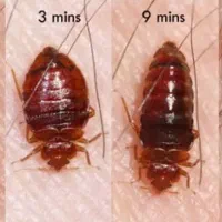 تا نابودی آخرین حشره با شما هستیم