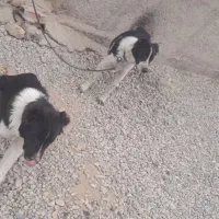 توله سگ قدر جونی