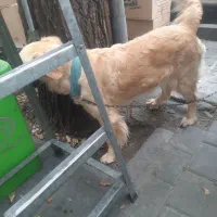 سگ گلدن|سگ|تهران, مینابی|دیوار
