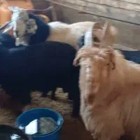 بزغاله نروماده کشتاری چاق