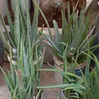 الوورابه قیمت خیلی مناسب