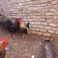 خروس دهات|حیوانات مزرعه|کهک, |دیوار