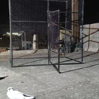 کبوتر|پرنده|بروجرد, |دیوار