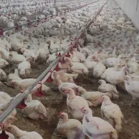 یک خانواده جهت کار در مرغداری گوشتی