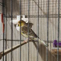 ماده قناری خوشرنگ و مست مست