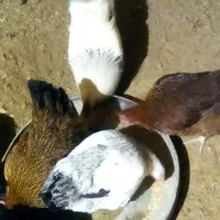 مرغ تخم گذار