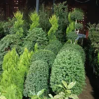 خدمات باغبانی احمدی سرویس به تمام نقاط تهران