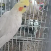 عروس هلندی آلبینو لوتینو خاکستری