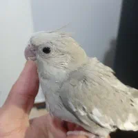 جوجه عروس هلندی