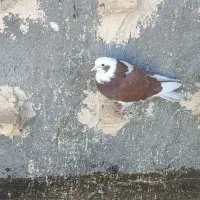 کفتر صید|پرنده|مشهد, همت آباد|دیوار