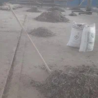 تمیزکاریی شیرونی از کود کبوتر رر