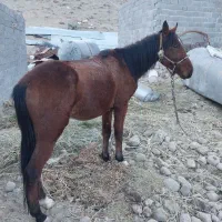 اسب نریون|اسب و تجهیزات اسب‌سواری|آبسرد, |دیوار