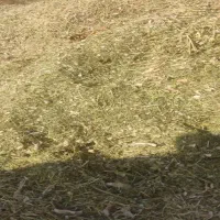 فروش حدود سه خروار کاه لوبیا