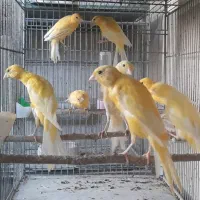 قناری یسر بالغ تعداد محدود