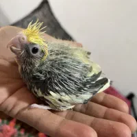 طوطی عروس سرلاکی ابلغ