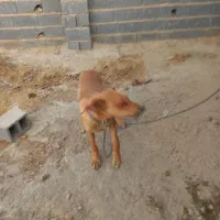 سگ نژادار ۶ ماهه|سگ|شیروان (خراسان), |دیوار