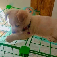 واگذاری سگ نژاد شیتزو|سگ|سیرجان, |دیوار