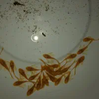 پوزه بوته ای ۱ بندی