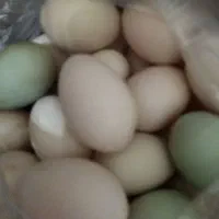 تخم اردک محلی تازه دونه ای ۱۴