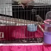 جوجه سال سهره نر کرمونی