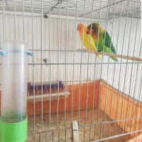 کوتوله(طوطی کوتوله)