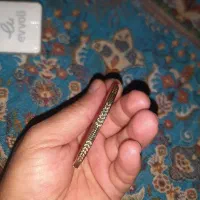 یک عدد النگو