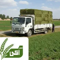 یونجه خشک و پر گل کشت جدید