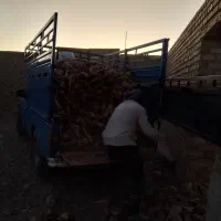 چغندر تازه|گل و گیاه طبیعی|تایباد, |دیوار