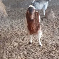 حیوانات مزرعه|حیوانات مزرعه|قائن, |دیوار