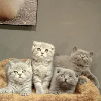 بچه گربه اسکاتیش بلو