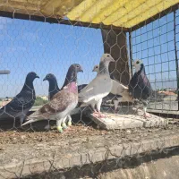 کفتر بوم