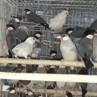 فنچ نرگسی