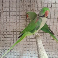 فروش تعداد طوطی