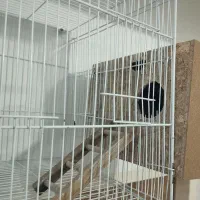 یک جفت عروس هلندی با قفس وکلبه ش|پرنده|زابل, |دیوار