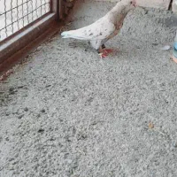 کوهی دمسفید کرم|پرنده|حمیدیه, |دیوار