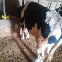 گوساله نر  پرواری