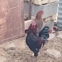 خروس ۴۰تاج|حیوانات مزرعه|رودشت (اصفهان), |دیوار
