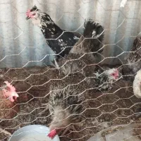 مرغ خانگی