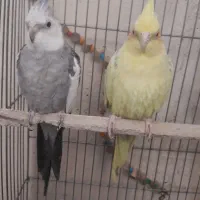 عروس هلندی