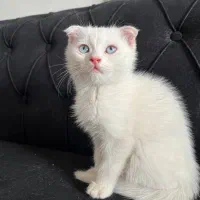 واگذاری بچه گربه اسکاتیش نر