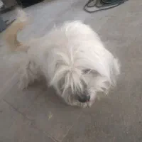 سگ شیتزو ماده حامله