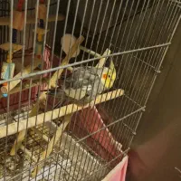 عروس هلندی سخنگو ودستی