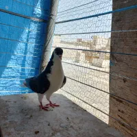 کفتر|پرنده|مشهد, دانش|دیوار