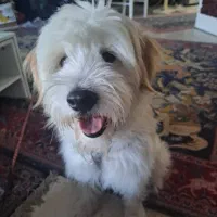 واگذاری رایگان