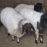 دو راس گوسفند  سه ماه آبستن