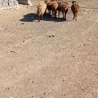 ۸راس شیشک ماده درجه یک ابستن|حیوانات مزرعه|صحنه, |دیوار