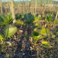 گیاه پالم واشنگتن