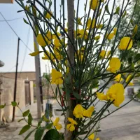 هرس حرفه ای|خدمات باغبانی و درختکاری|قره چای, |دیوار